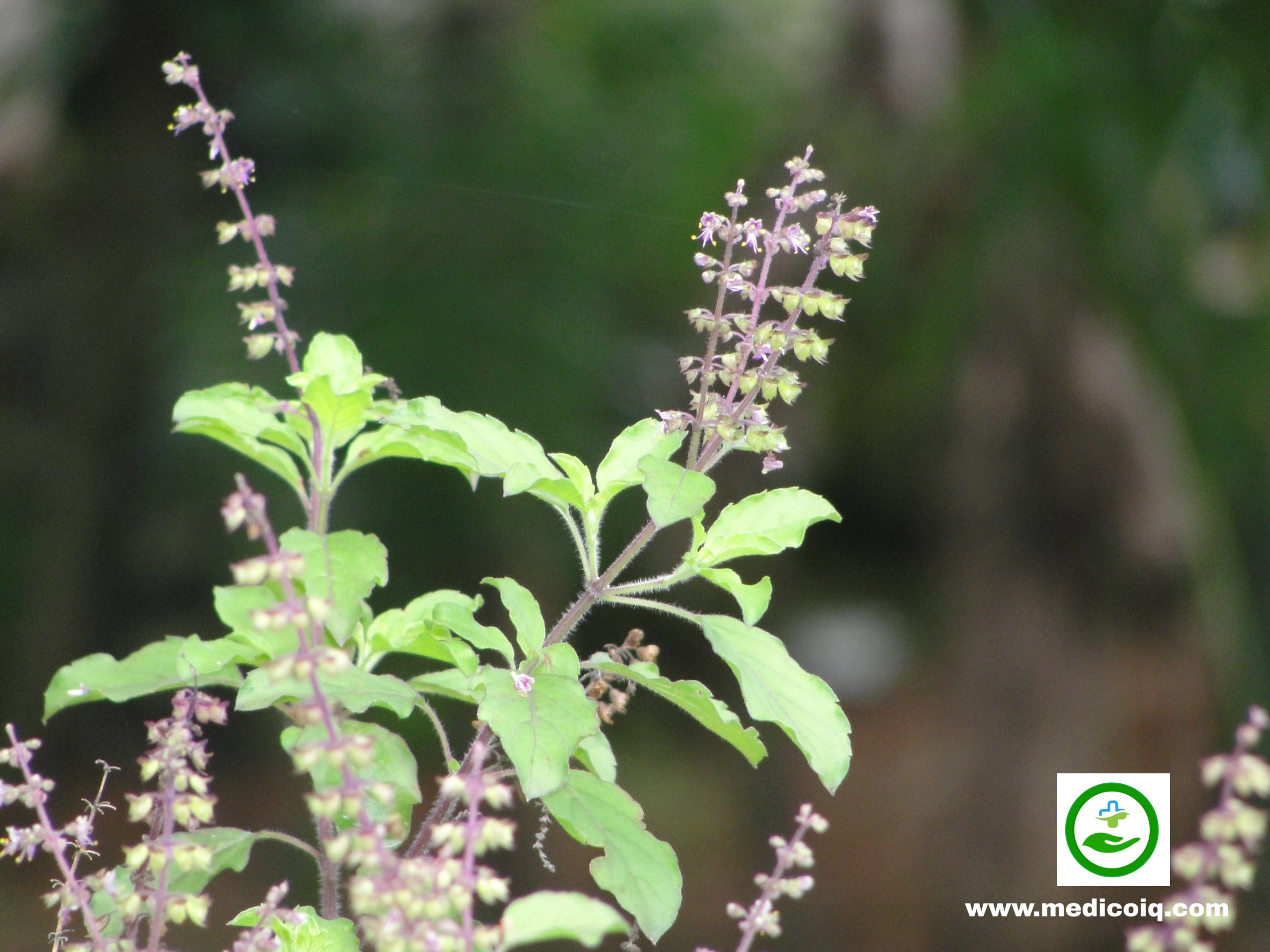 Tonsillitis home remedies-tulsi