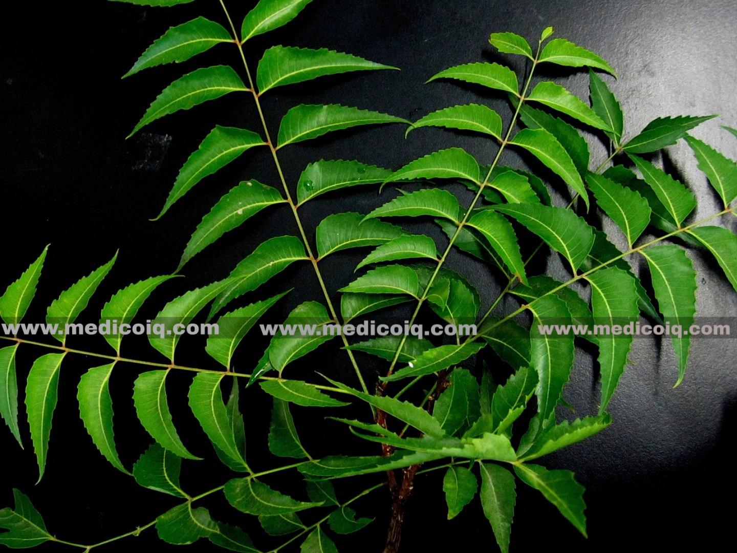 NEEM Dengue fever -Symptoms, Treatment, Causes & Home Remedies