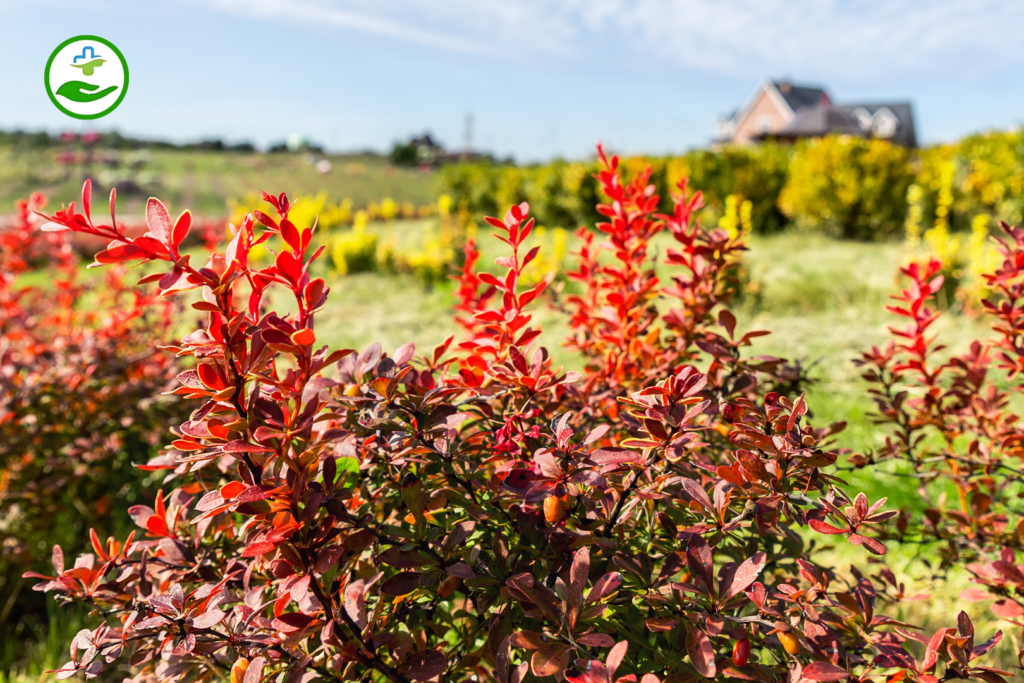 what is berbarine Berberine vs Metformin: Key Differences You Should Know