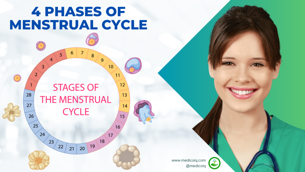 4 Phases of Menstrual Cycle