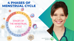Read more about the article Unveiling the Mystery: 4 Phases of Menstrual Cycle | Essential Guide
