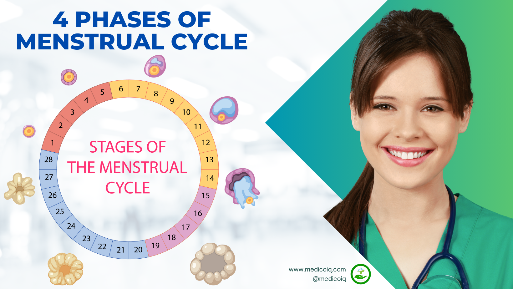 You are currently viewing Unveiling the Mystery: 4 Phases of Menstrual Cycle | Essential Guide