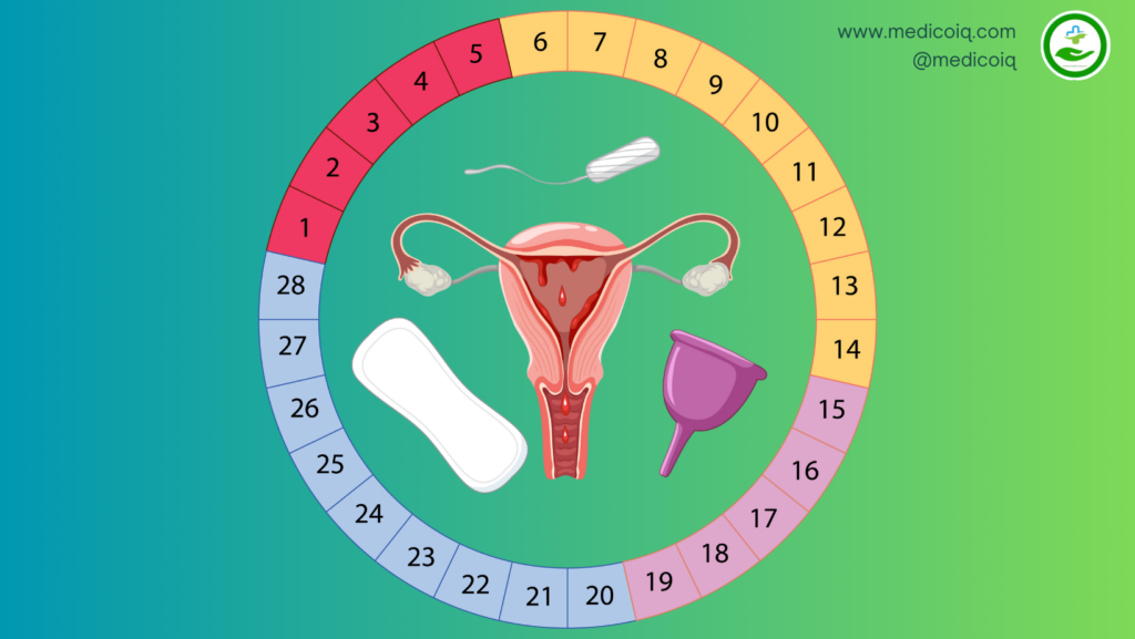 Understanding the 4 Phases of Menstrual Cycle