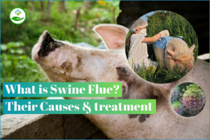 what-is-swine-flu-causes-treatment