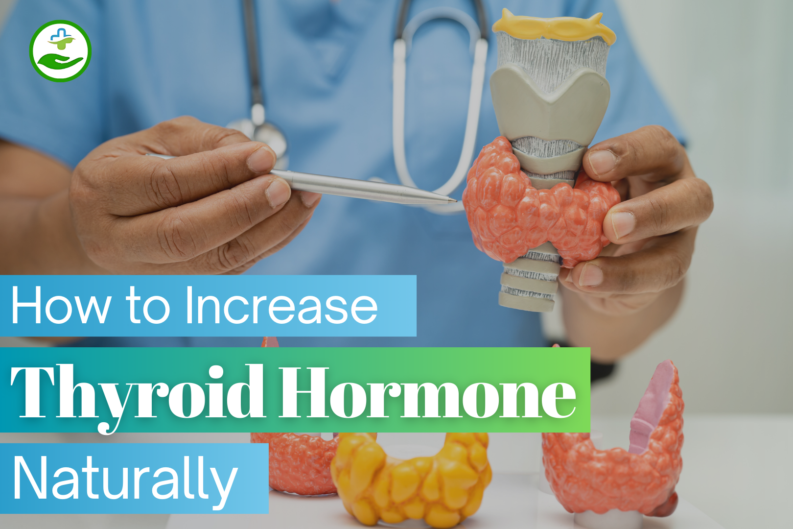 You are currently viewing How to Increase Thyroid Hormone Naturally: 5 Proven Tips