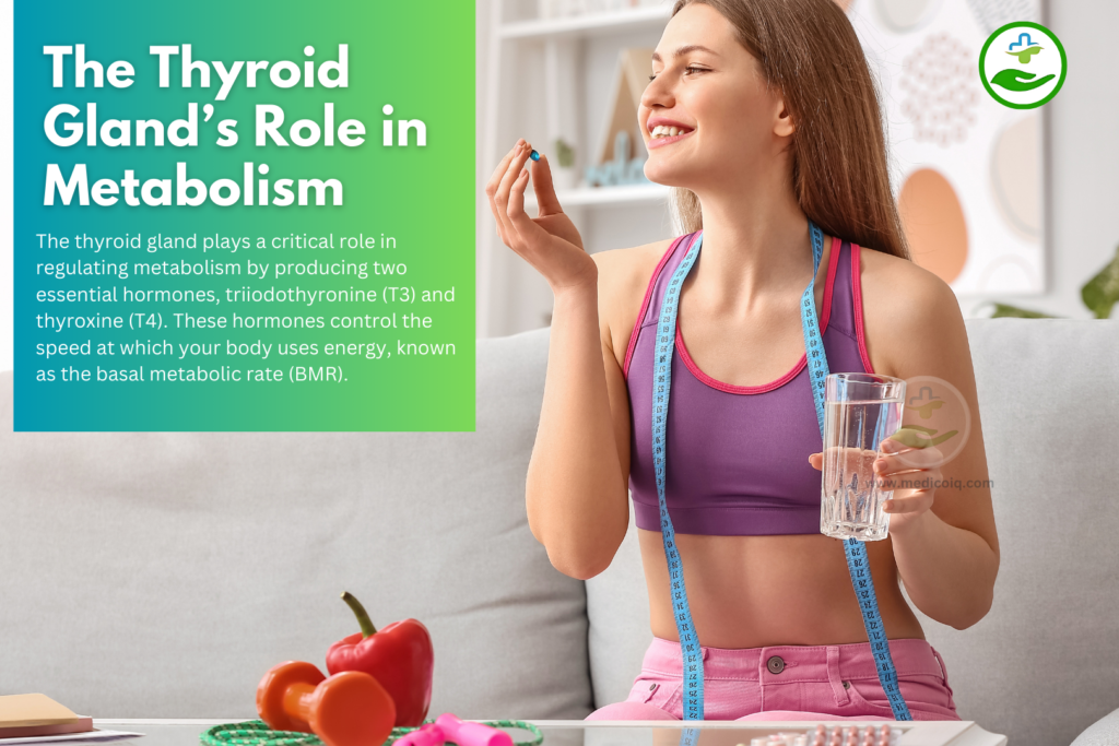 Thyroid Gland’s Role in Metabolism