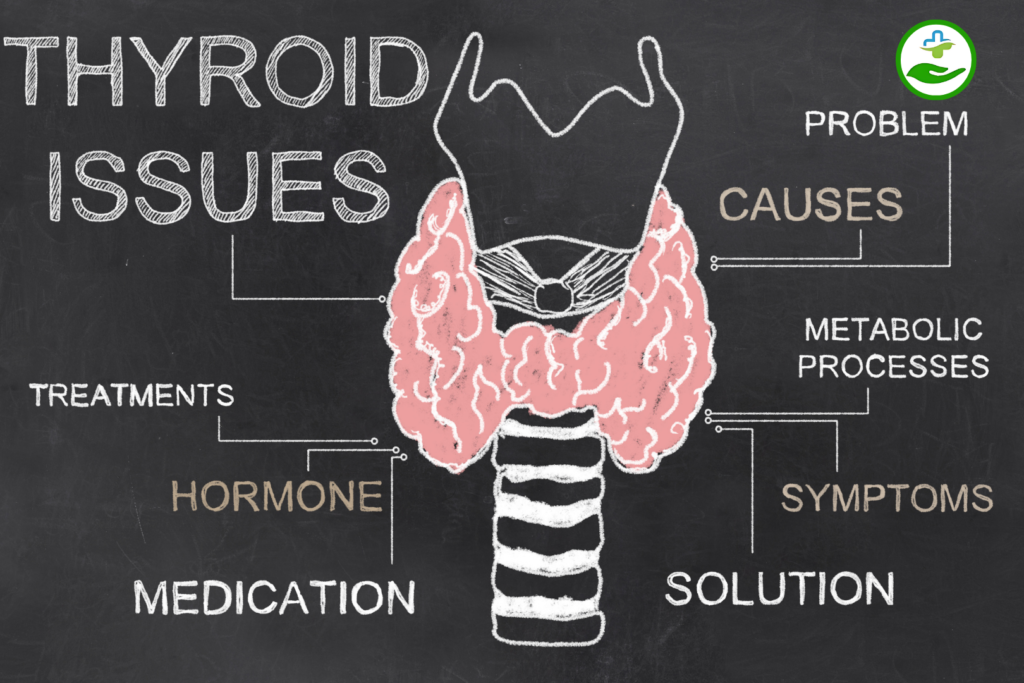 How Thyroid Hormones Work