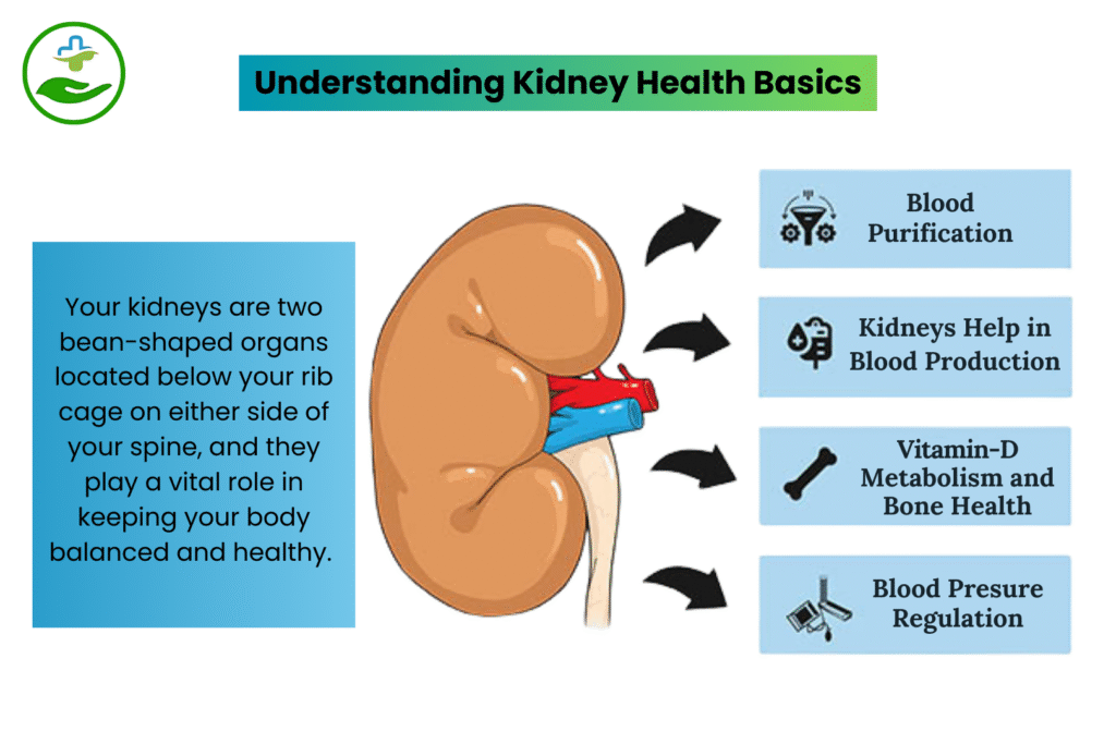 Understanding Kidney Health Basics