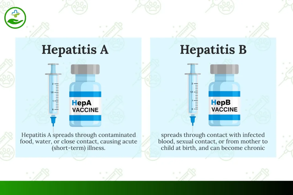Ultimate Guide to Hepatitis A and B Vaccine & Its Powerful Health Benefits hepatitis a and b vaccine