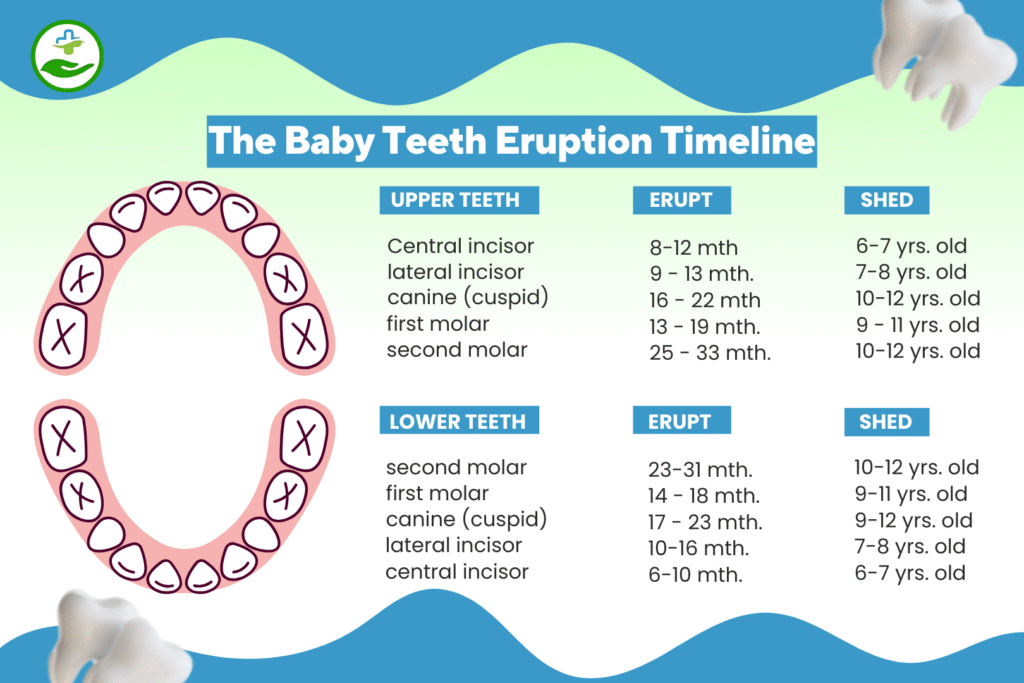 baby-teeth-chart