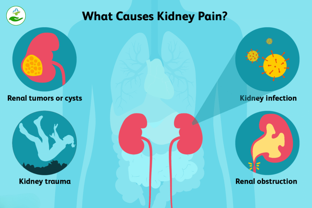 difference-between-uti-and-kidney-infection